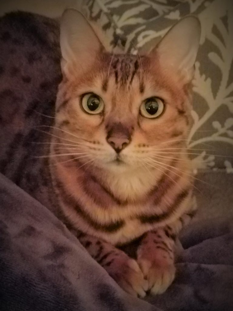 Cleo the Bengal beautiful eyes