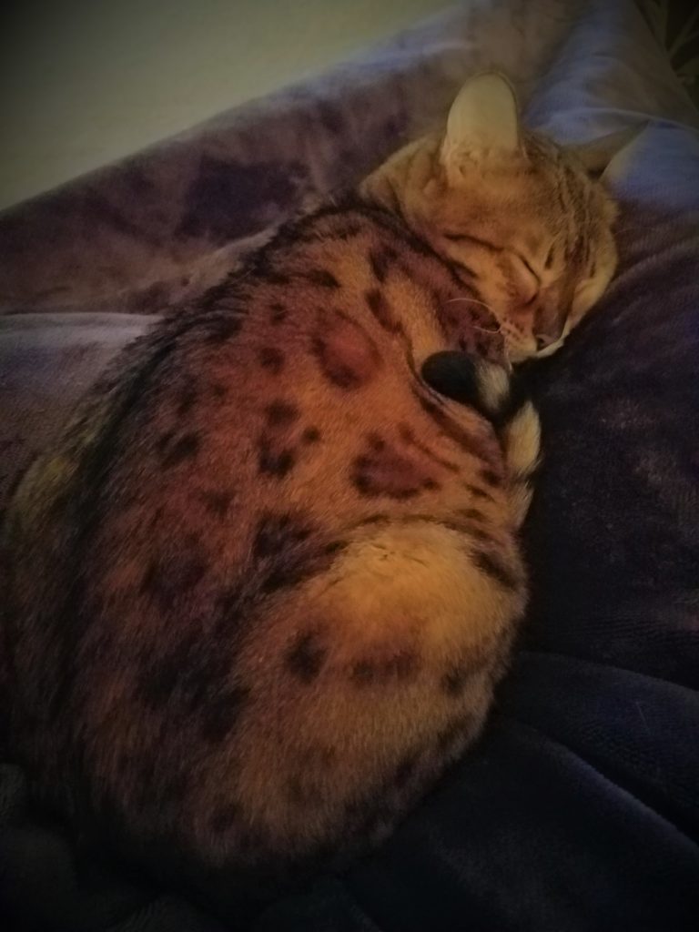 Cleo the Bengal asleep