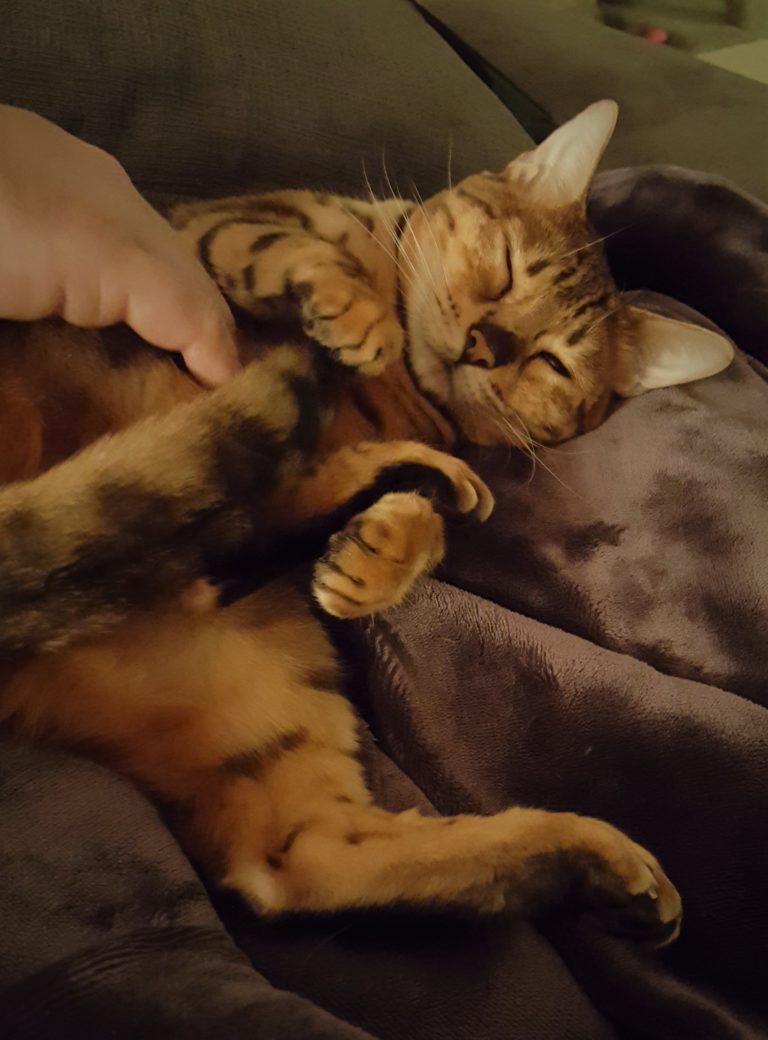 Cleo the Bengal belly rub