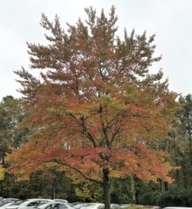 Autumn 2018 Fall Leaves in Georgia