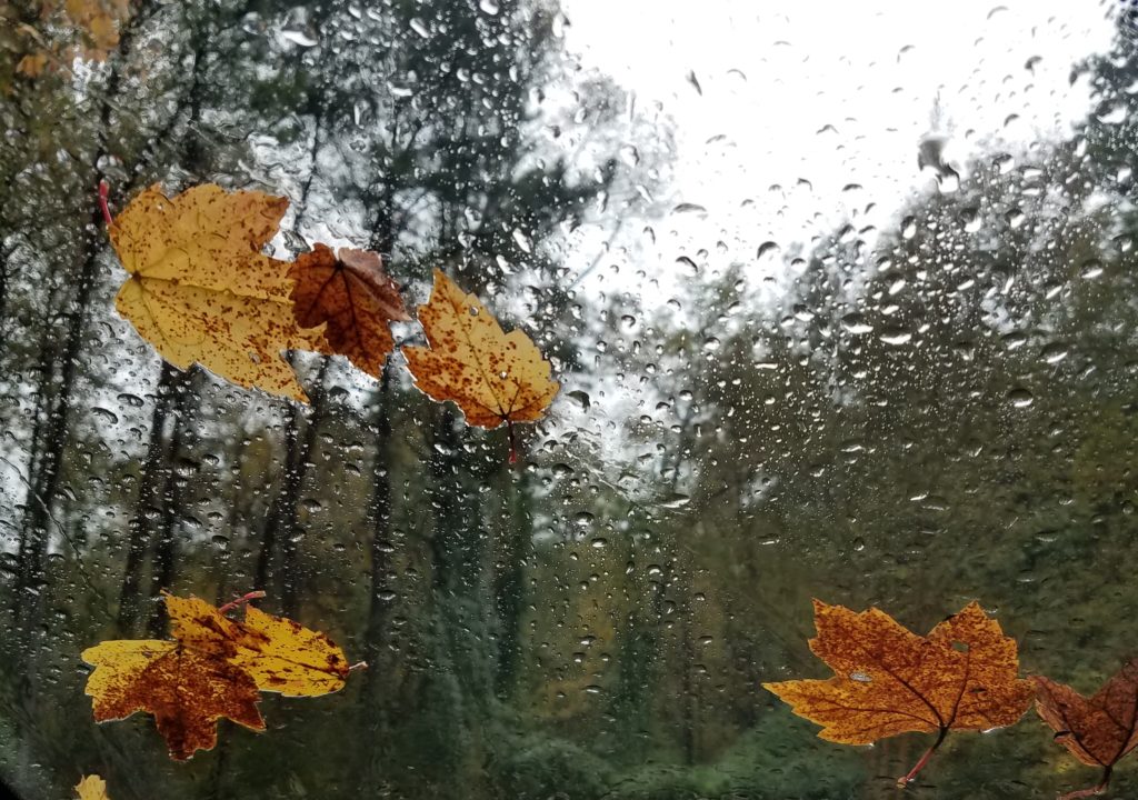 Autumn 2018 Fall Leaves in Georgia