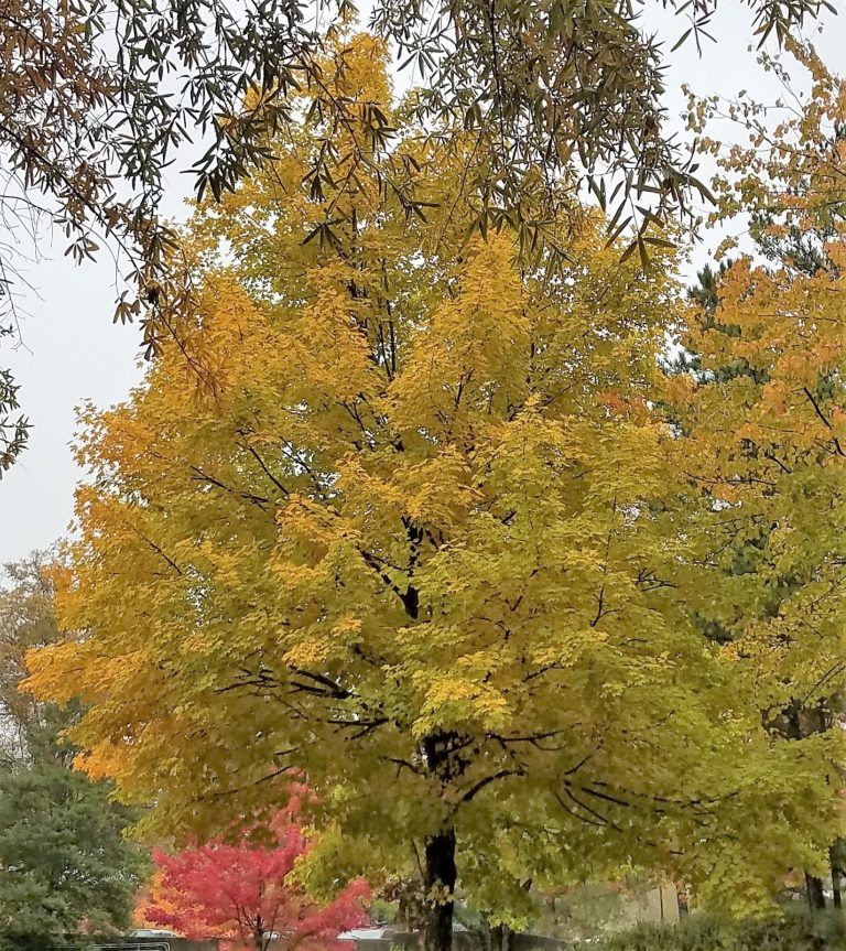 Autumn 2018 Fall Leaves in Georgia