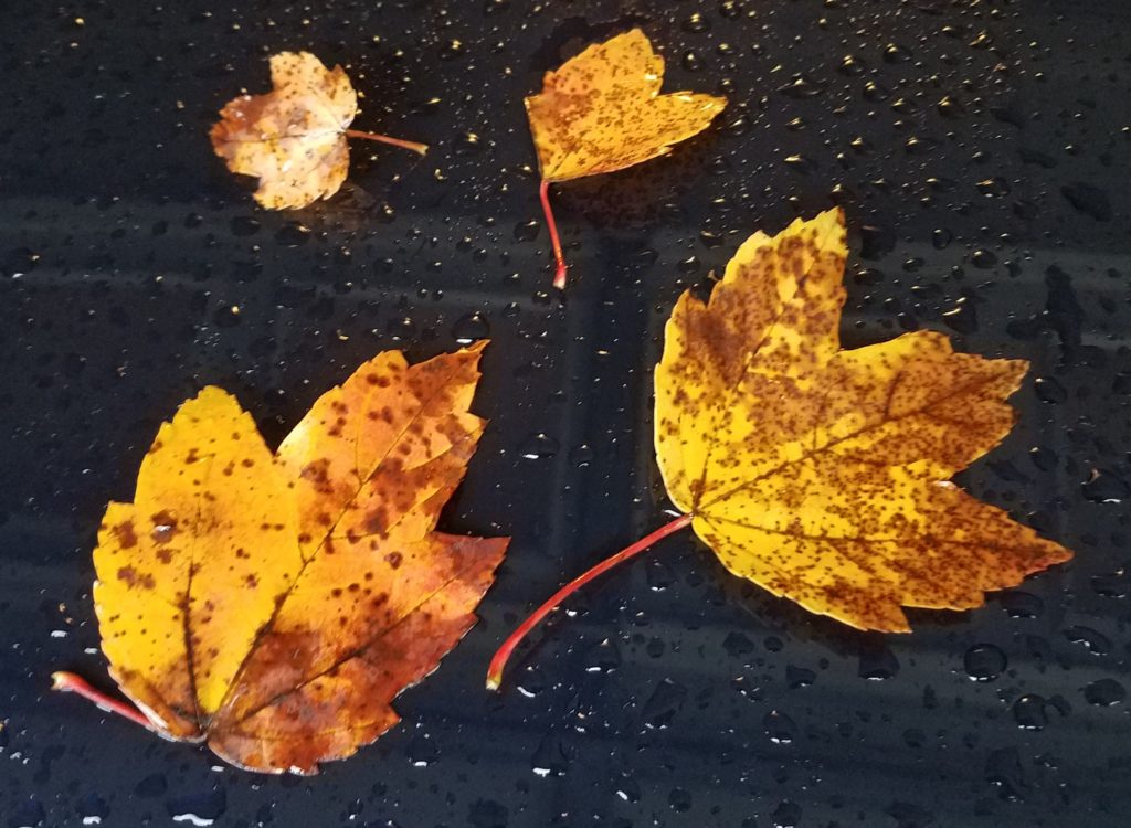 Autumn 2018 Fall Leaves in Georgia