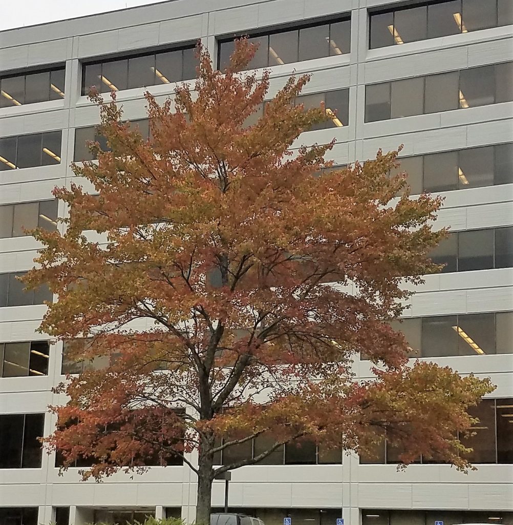 Autumn 2018 Fall Leaves in Georgia