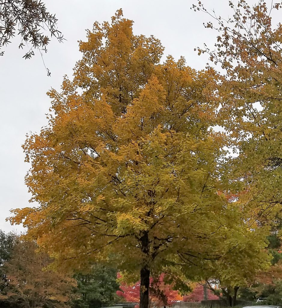 Autumn 2018 Fall Leaves in Georgia