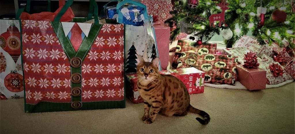 Christmas 2018 - Cleo the Bengal